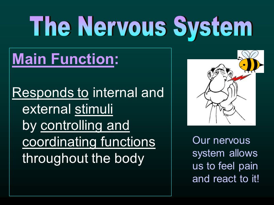 Main Function: The Nervous System