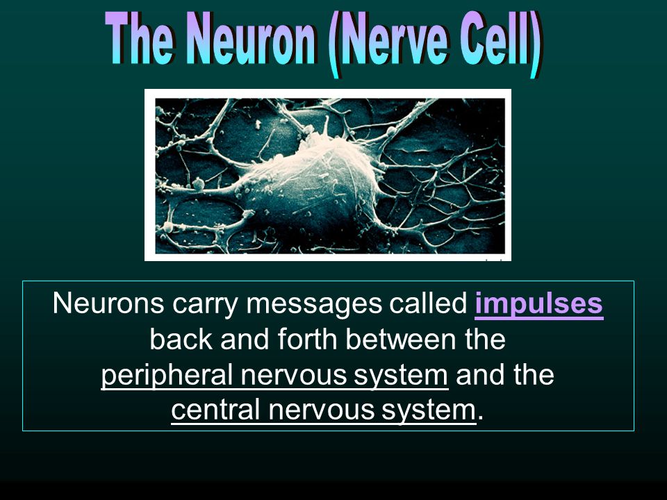 The Neuron (Nerve Cell)