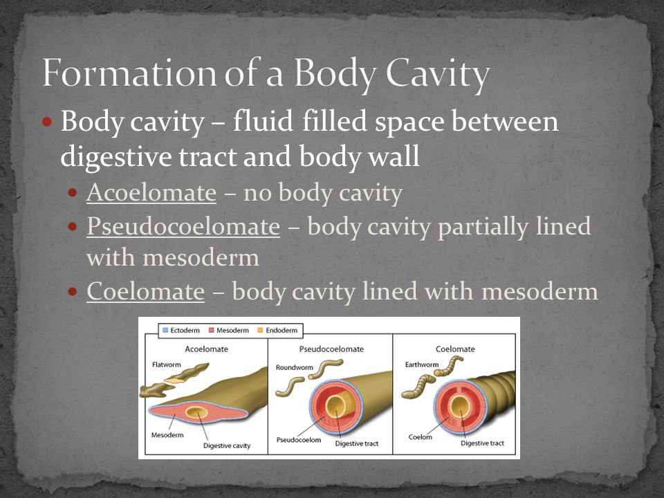 Formation of a Body Cavity