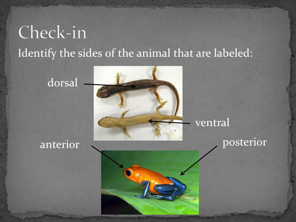 Check-in Identify the sides of the animal that are labeled: dorsal