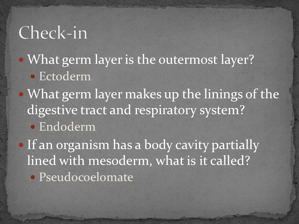 Check-in What germ layer is the outermost layer