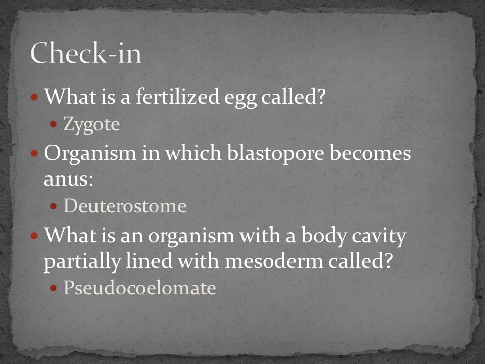 Check-in What is a fertilized egg called