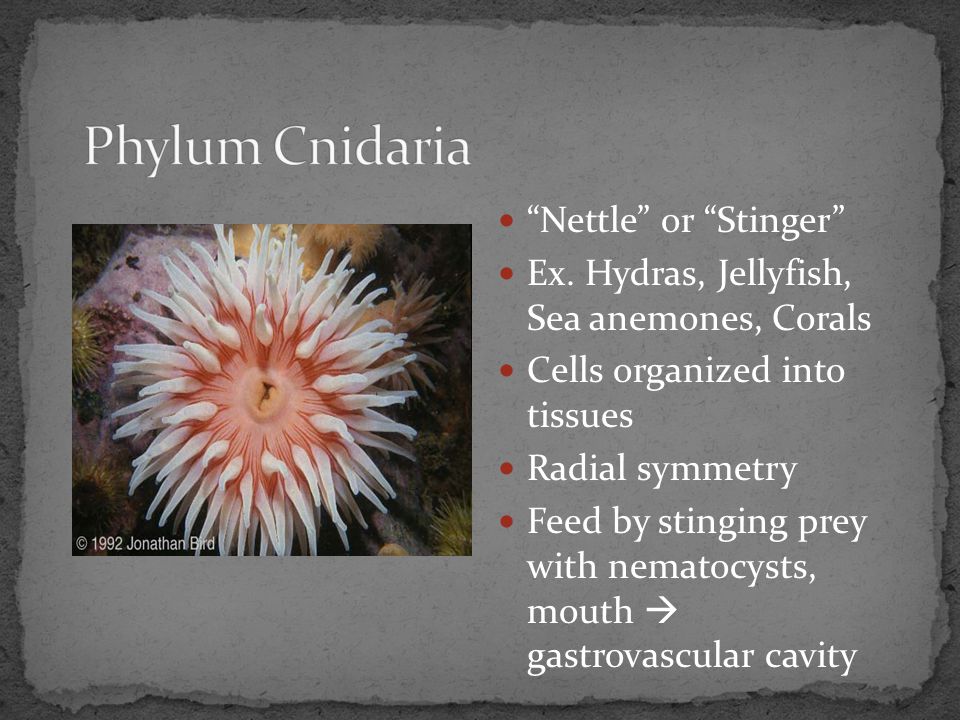Phylum Cnidaria Nettle or Stinger