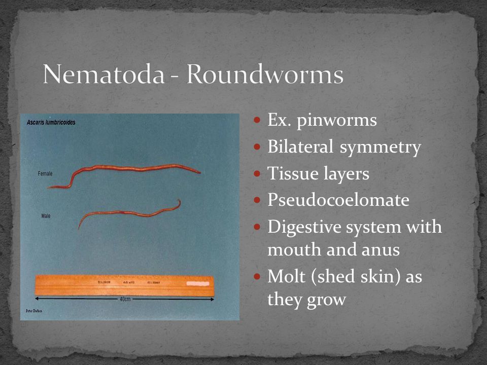 Nematoda - Roundworms Ex. pinworms Bilateral symmetry Tissue layers