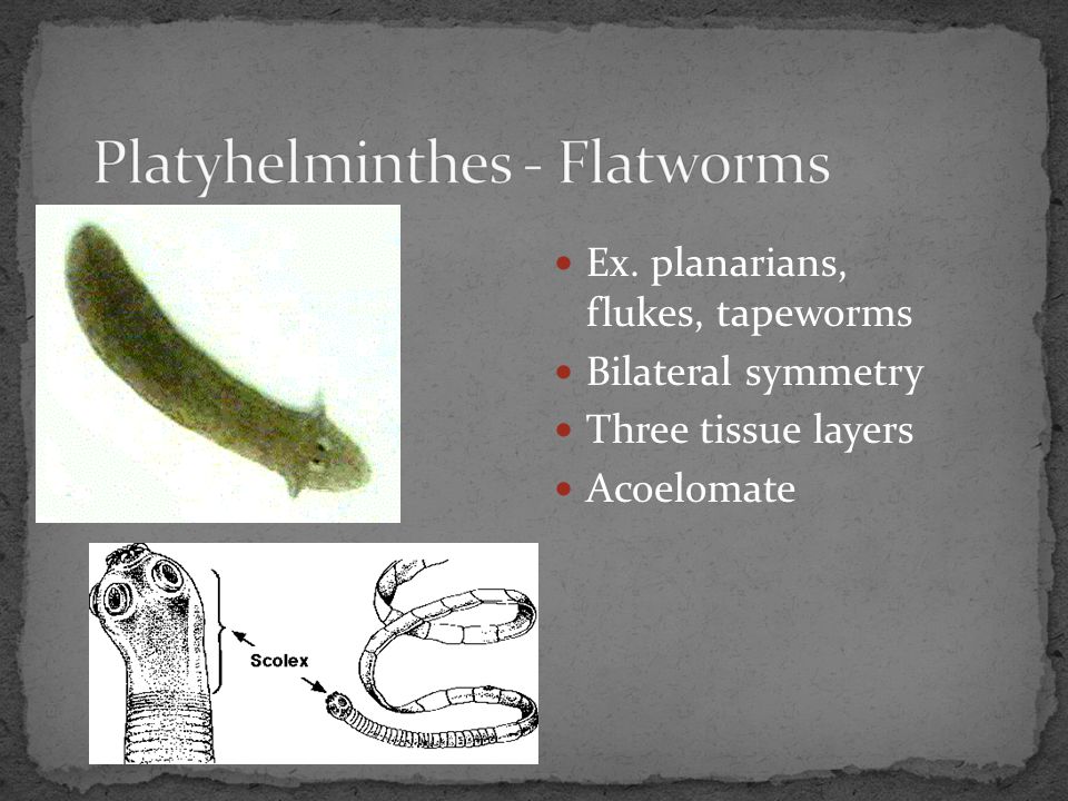 Platyhelminthes - Flatworms