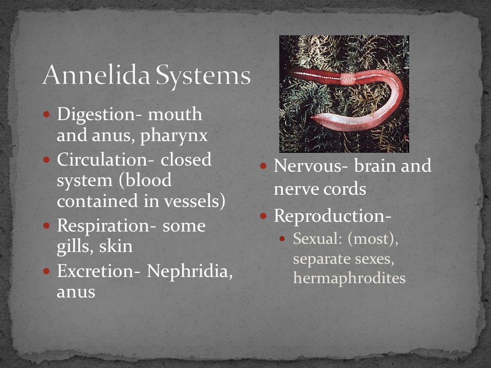 Annelida Systems Digestion- mouth and anus, pharynx