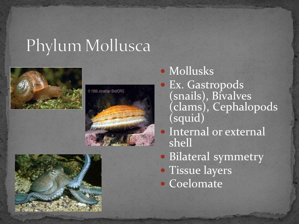 Phylum Mollusca Mollusks