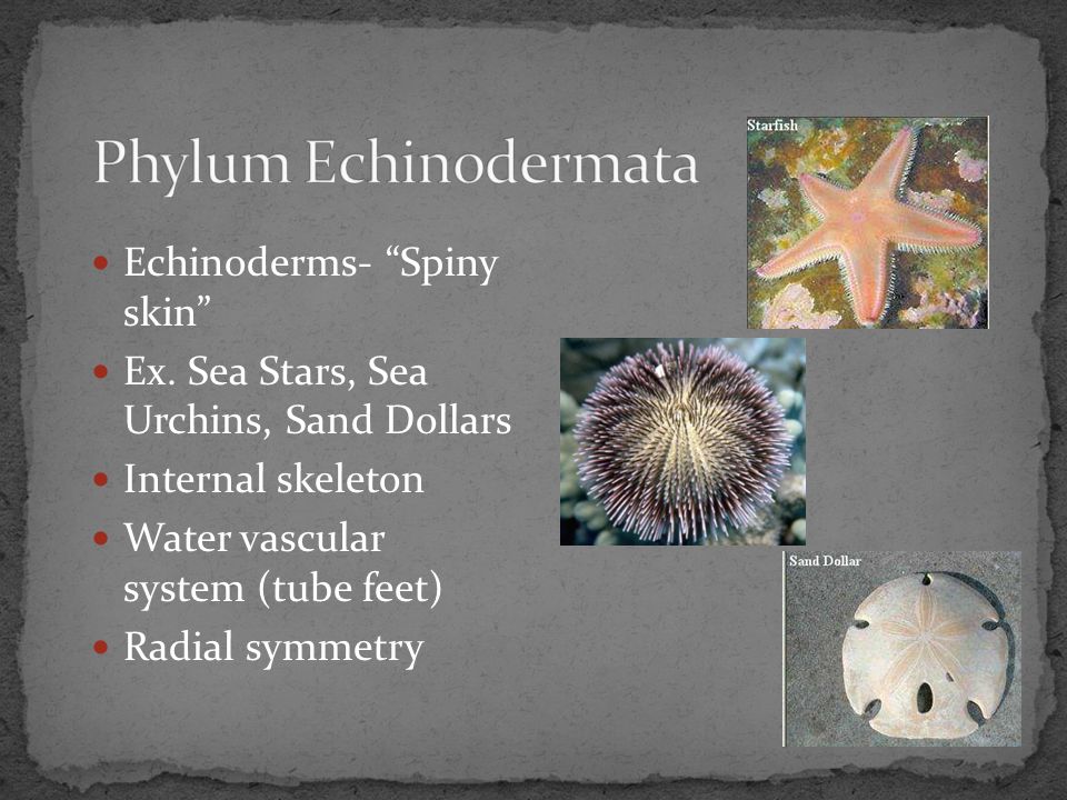 Phylum Echinodermata Echinoderms- Spiny skin