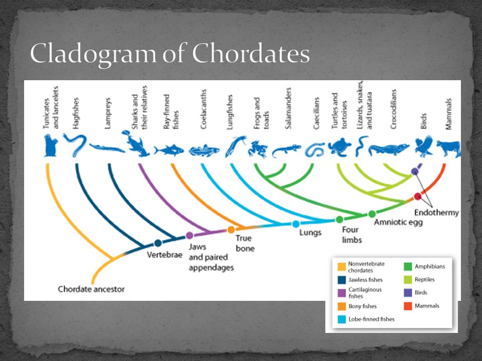 Cladogram of Chordates