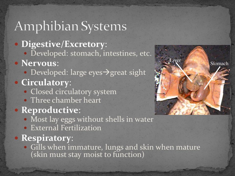 Amphibian Systems Digestive/Excretory: Nervous: Circulatory: