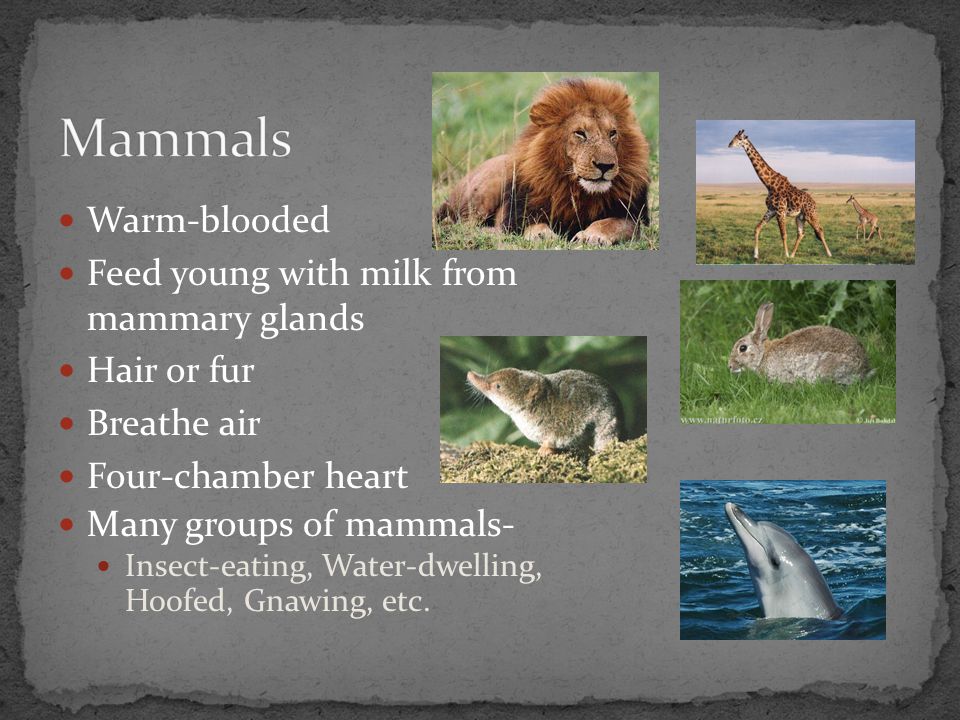Mammals Warm-blooded Feed young with milk from mammary glands