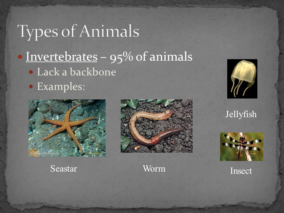 Types of Animals Invertebrates – 95% of animals Lack a backbone