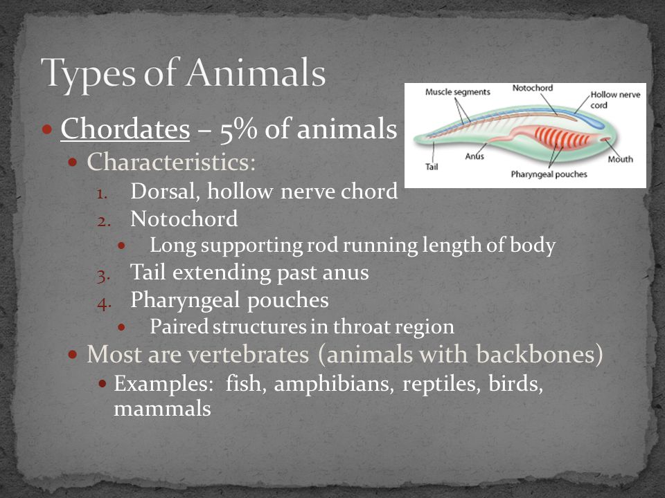 Types of Animals Chordates – 5% of animals Characteristics:
