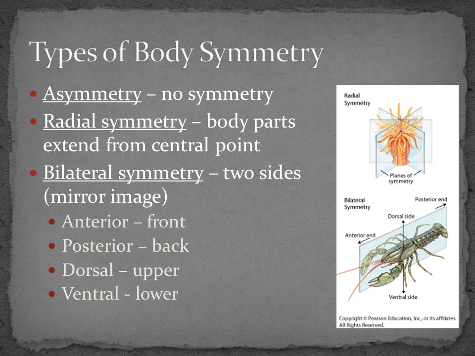 Types of Body Symmetry Asymmetry – no symmetry