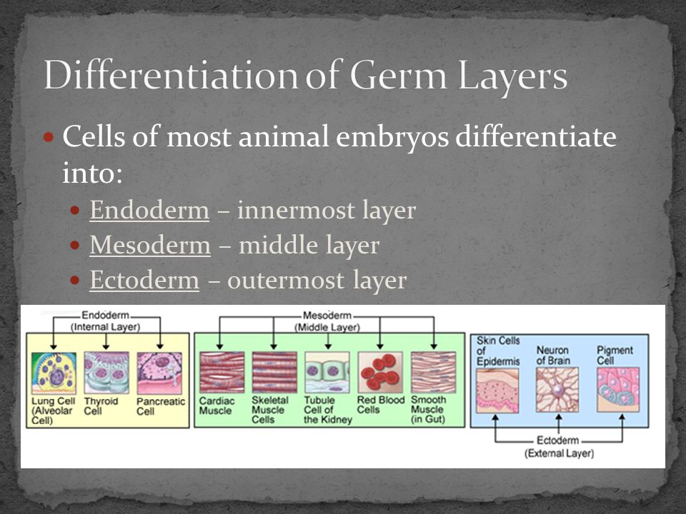 Differentiation of Germ Layers