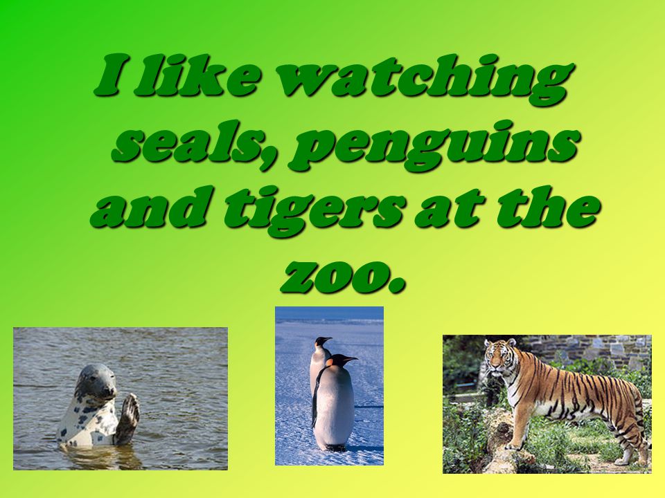 I like watching seals, penguins and tigers at the zoo.