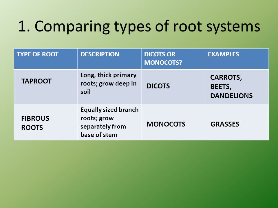 1. Comparing types of root systems
