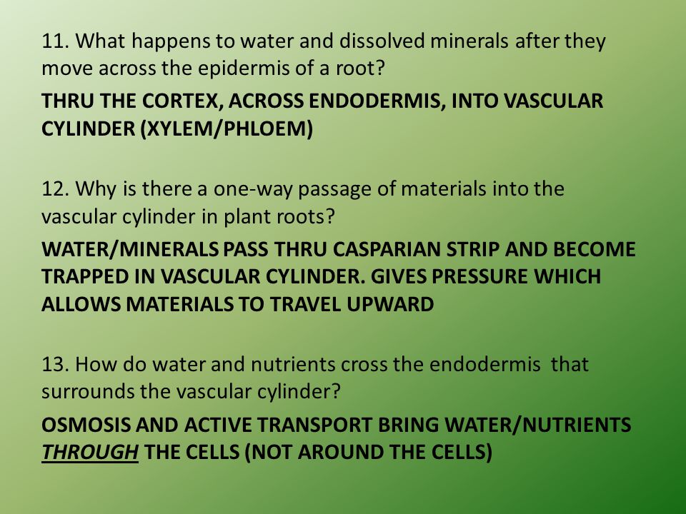 11. What happens to water and dissolved minerals after they move across the epidermis of a root.