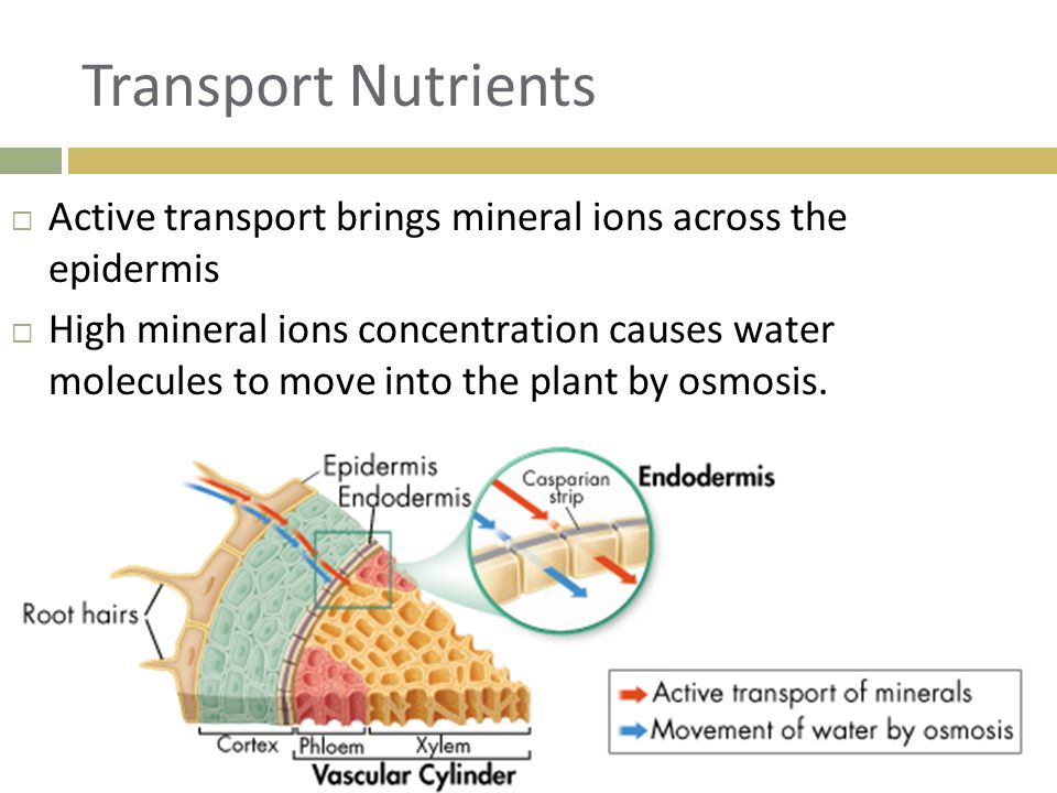 Transport Nutrients Active transport brings mineral ions across the epidermis.
