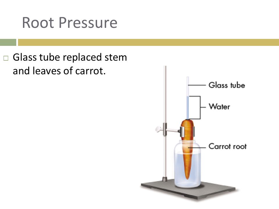 Root Pressure Glass tube replaced stem and leaves of carrot.