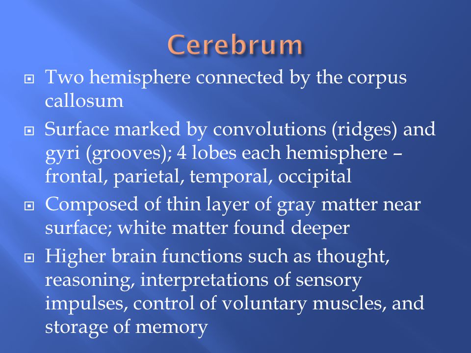 Cerebrum Two hemisphere connected by the corpus callosum