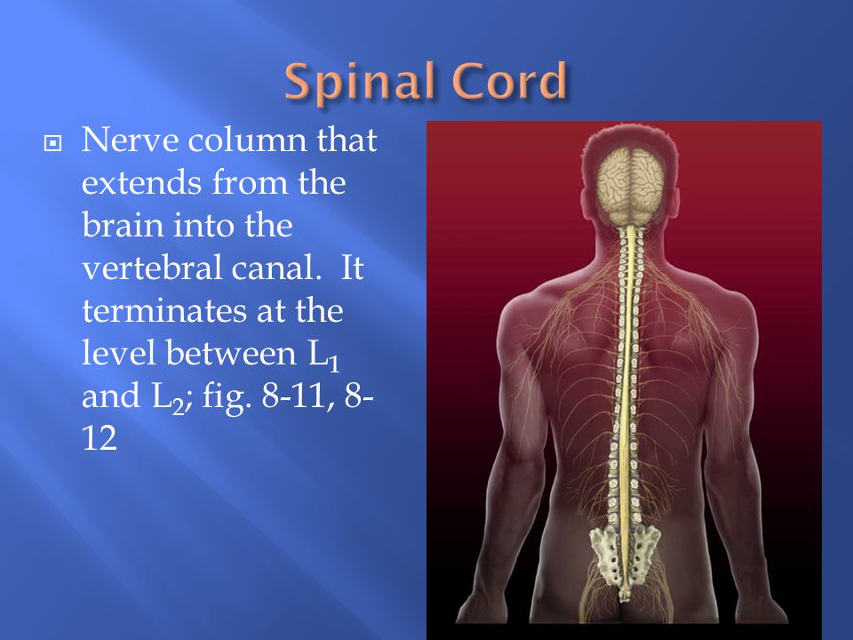 Spinal Cord Nerve column that extends from the brain into the vertebral canal.