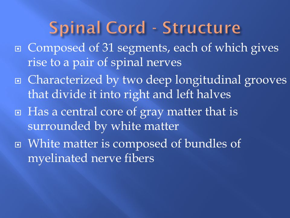 Spinal Cord - Structure