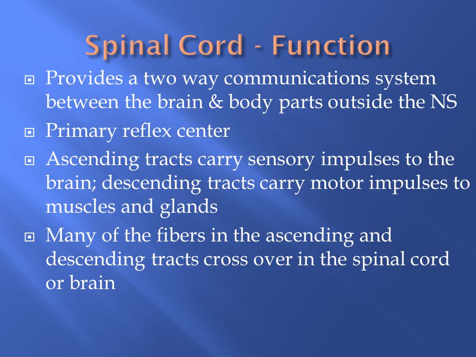 Spinal Cord - Function Provides a two way communications system between the brain & body parts outside the NS.