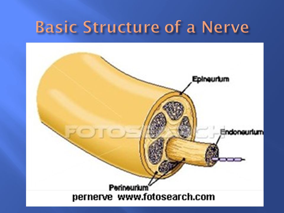 Basic Structure of a Nerve