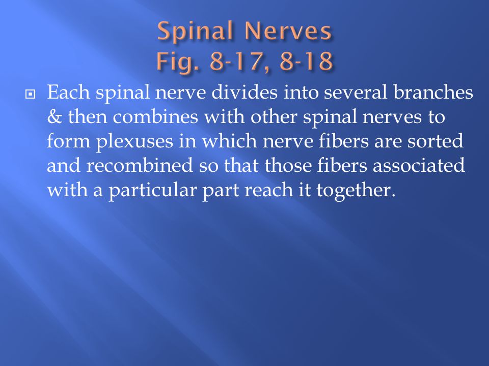 Spinal Nerves Fig. 8-17, 8-18