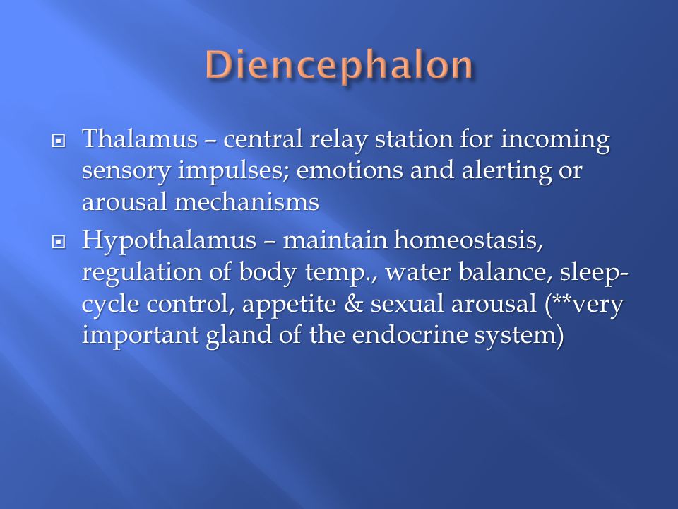 Diencephalon Thalamus – central relay station for incoming sensory impulses; emotions and alerting or arousal mechanisms.