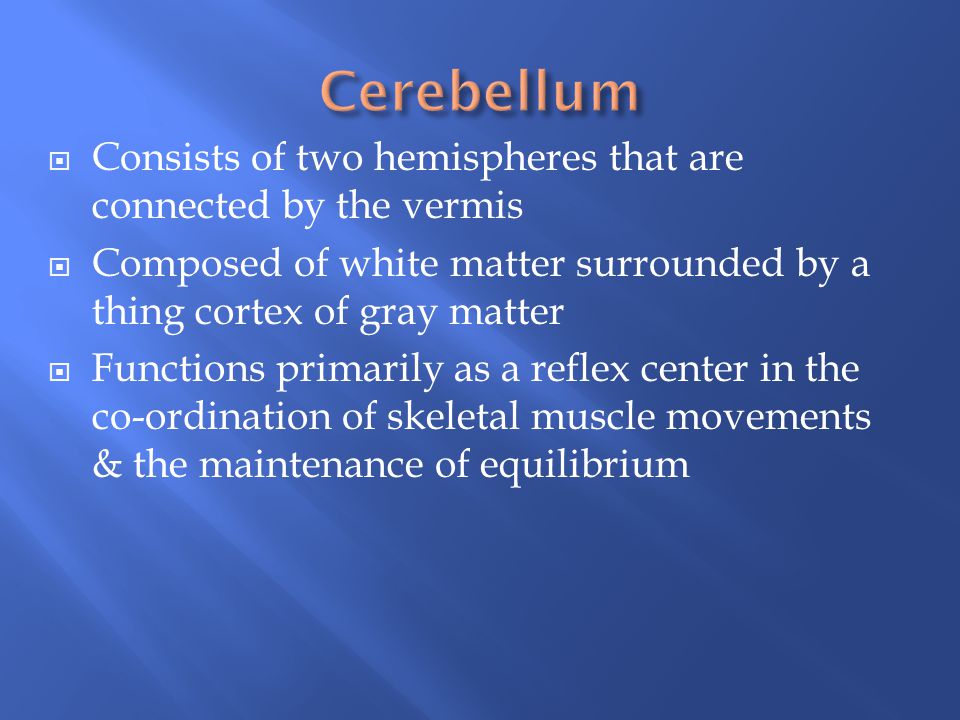 Cerebellum Consists of two hemispheres that are connected by the vermis. Composed of white matter surrounded by a thing cortex of gray matter.
