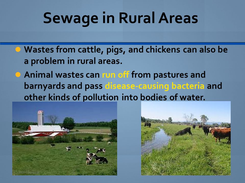 Sewage in Rural Areas Wastes from cattle, pigs, and chickens can also be a problem in rural areas.