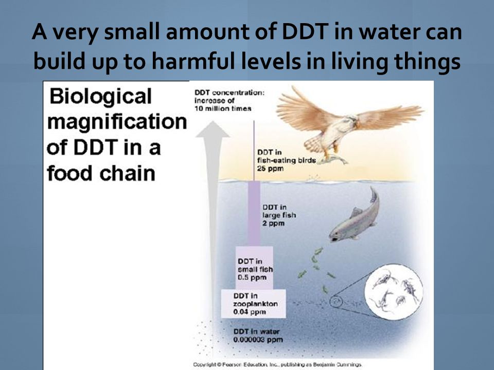 A very small amount of DDT in water can build up to harmful levels in living things