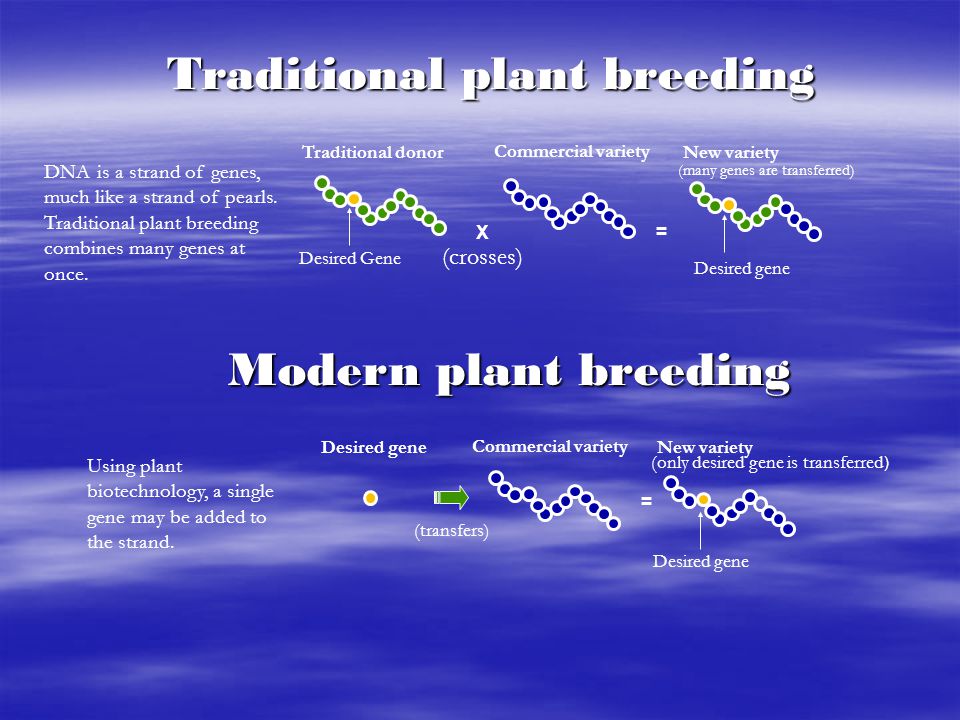 Traditional plant breeding