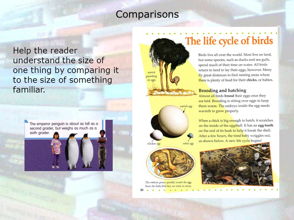 Comparisons Help the reader understand the size of one thing by comparing it to the size of something familiar.