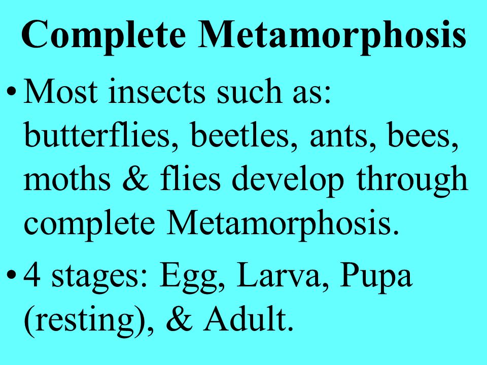 Complete Metamorphosis