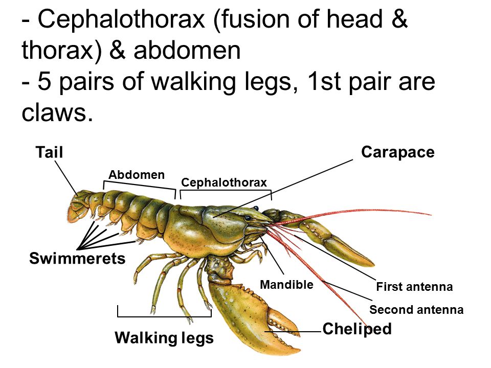 - Cephalothorax (fusion of head & thorax) & abdomen