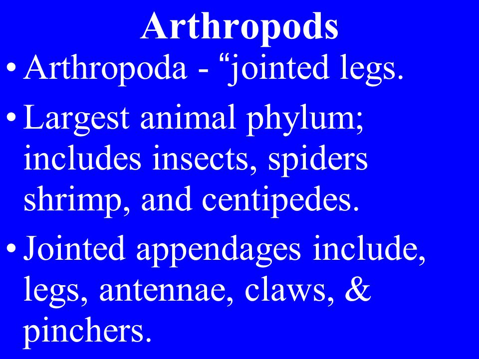 Arthropods Arthropoda - jointed legs.