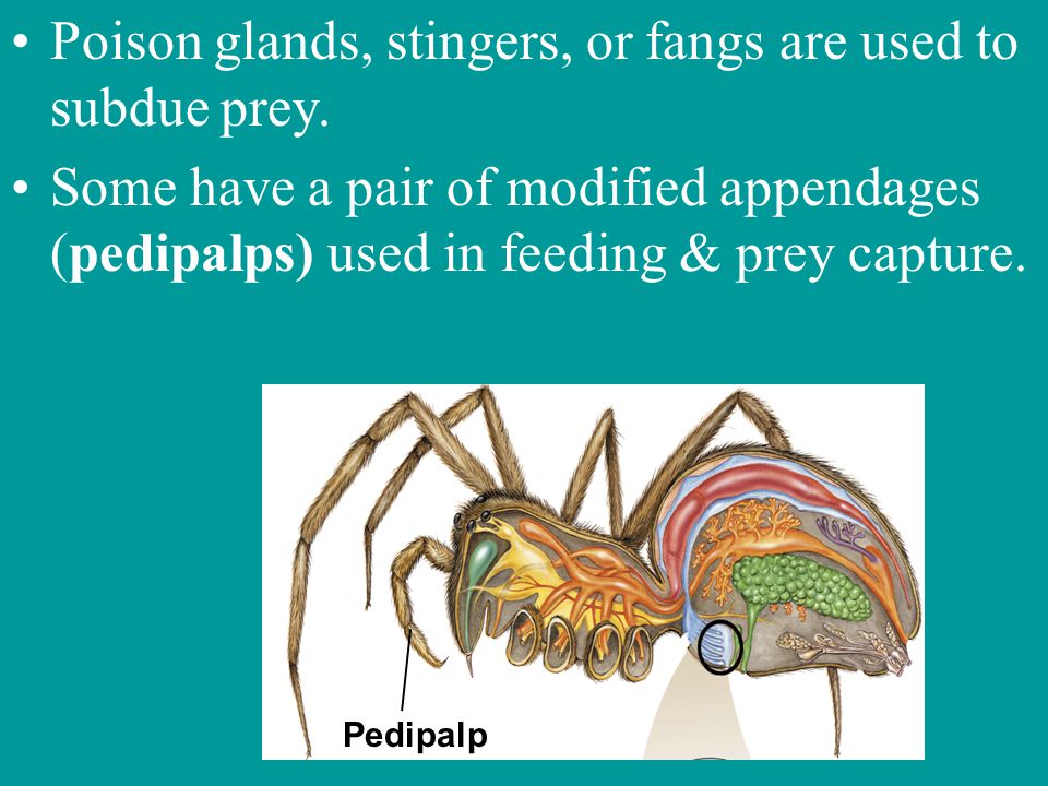 Poison glands, stingers, or fangs are used to subdue prey.