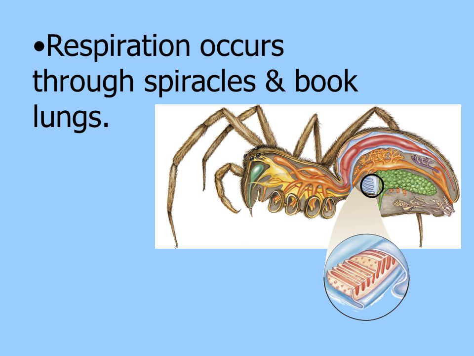 Respiration occurs through spiracles & book lungs.