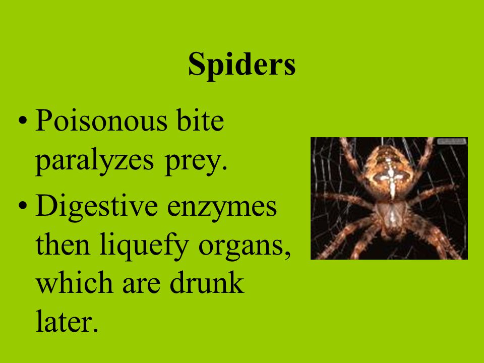 Spiders Poisonous bite paralyzes prey.