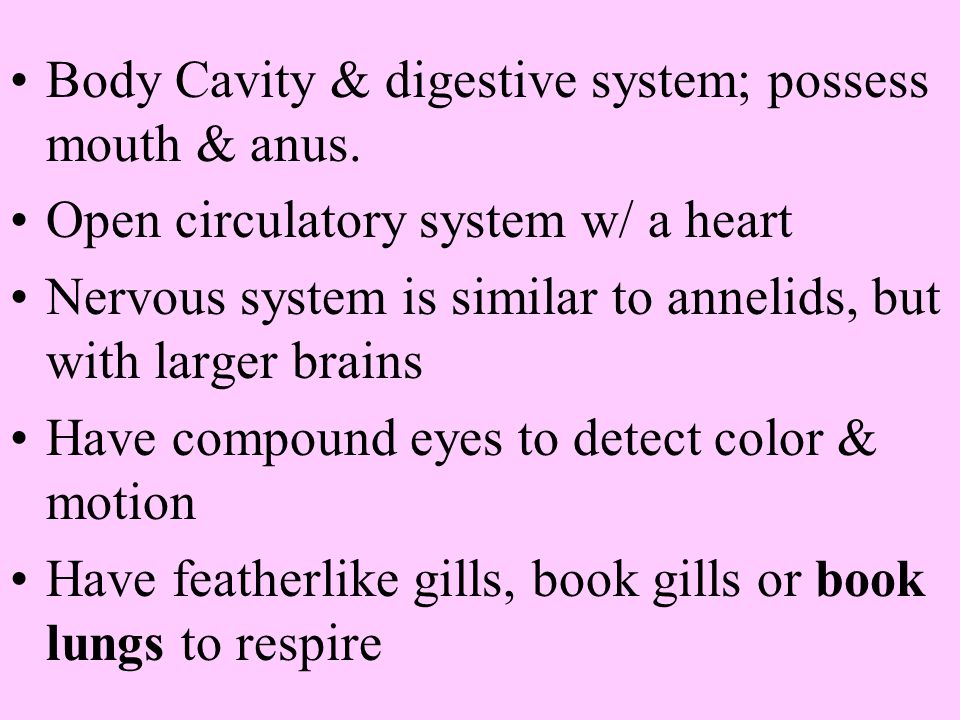 Body Cavity & digestive system; possess mouth & anus.