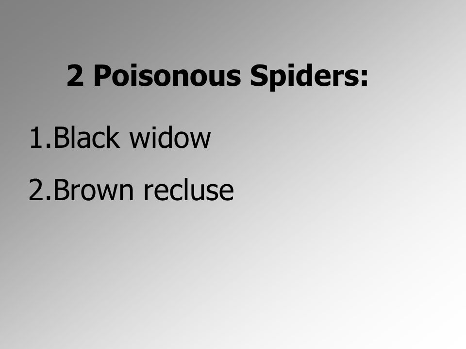2 Poisonous Spiders: Black widow Brown recluse