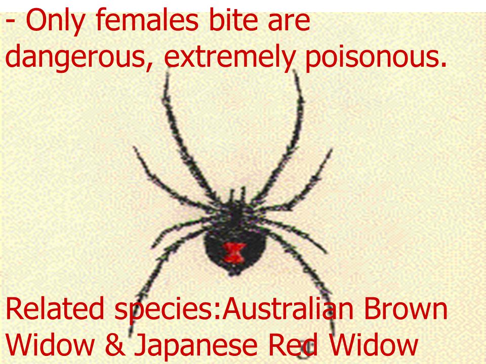 - Only females bite are dangerous, extremely poisonous.