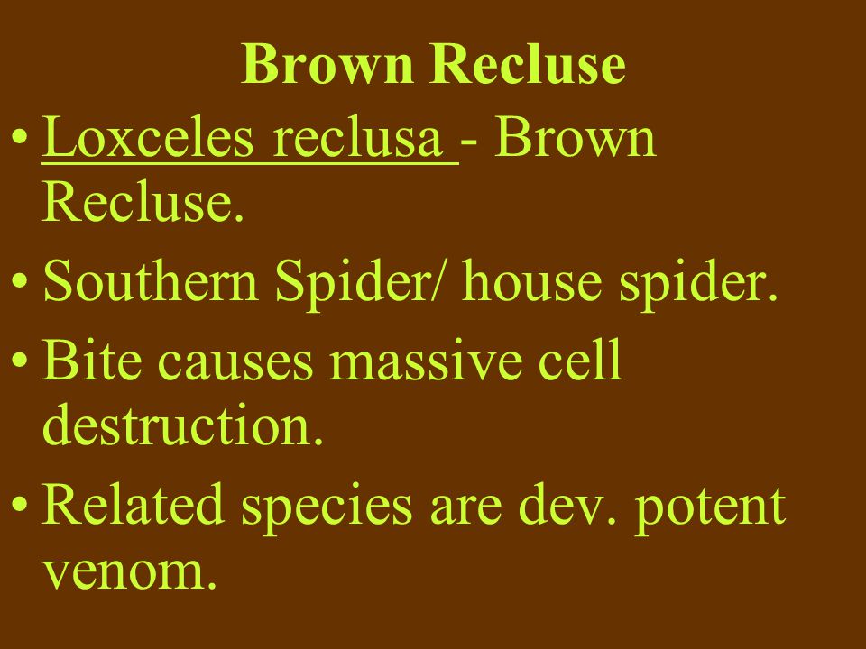 Brown Recluse Loxceles reclusa - Brown Recluse. Southern Spider/ house spider. Bite causes massive cell destruction.
