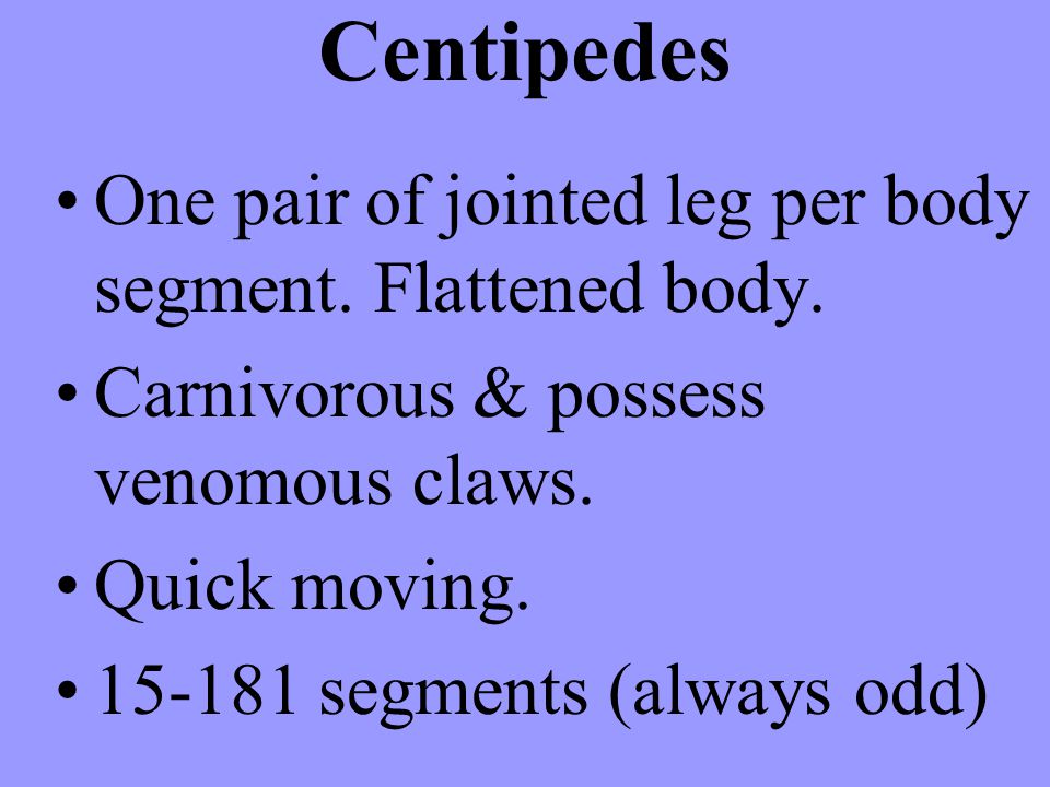 Centipedes One pair of jointed leg per body segment. Flattened body.