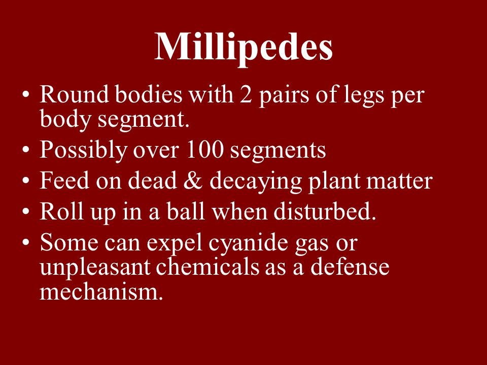 Millipedes Round bodies with 2 pairs of legs per body segment.