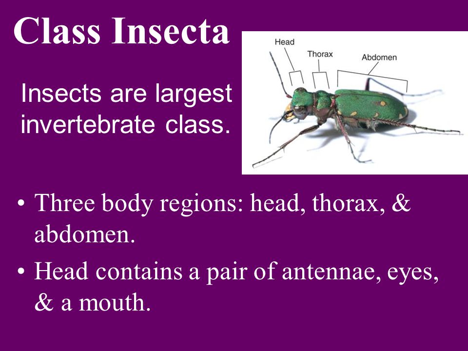 Class Insecta Insects are largest invertebrate class.