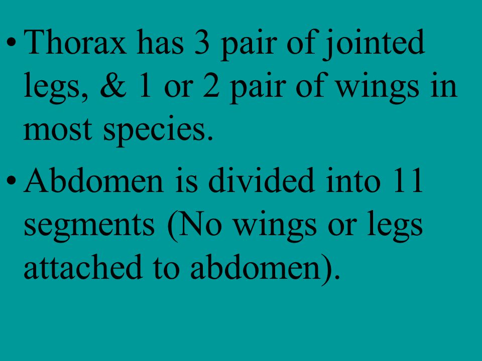 Thorax has 3 pair of jointed legs, & 1 or 2 pair of wings in most species.